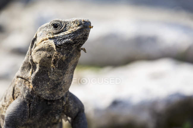 Closeup of lizard muzzle. Tulum, Quintana Roo, Mexico — Stock Photo