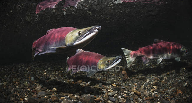 Sockeye salmon spawning pair — Stock Photo