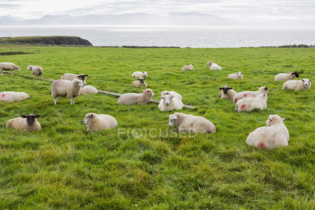 Выпас овец на травяном поле — стоковое фото