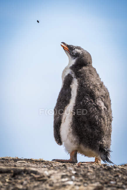 Gentoo pingüino polluelo - foto de stock