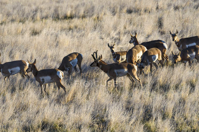 Pronghorn Antelope andando em campo — Fotografia de Stock