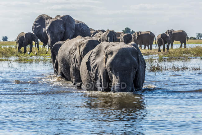 Herd of elephants outdoors — Stock Photo