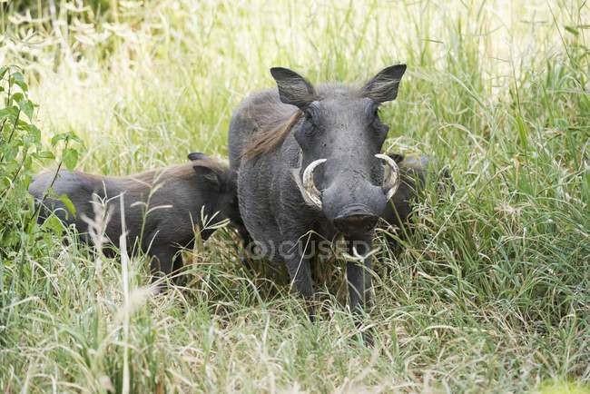 Femmina comune Warthog — Foto stock