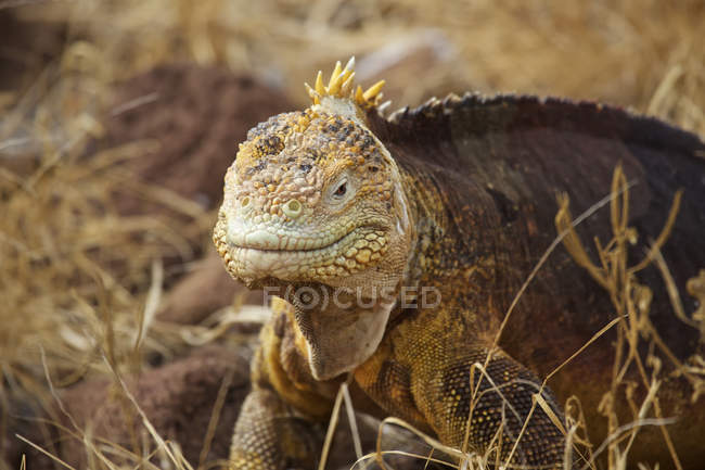 Закрытие Land iguana на острове Северный Сеймур, Галапагосские острова — стоковое фото