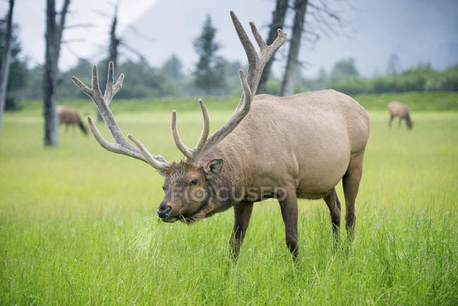 Elk pastando en el campo - foto de stock