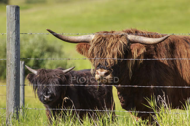 Bovinos das terras altas com vitelo — Fotografia de Stock