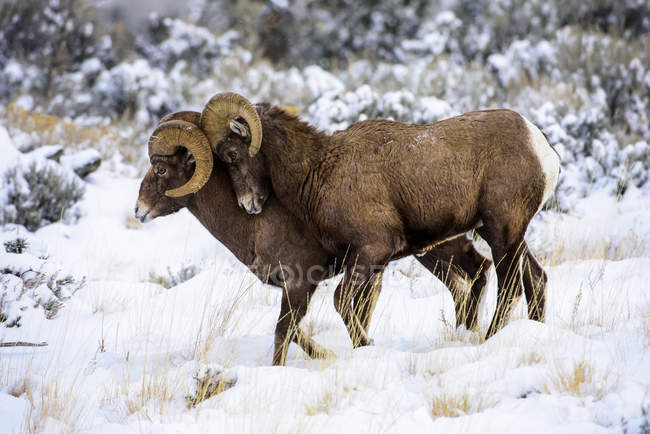 Bighorn Bighorn Rams esfregando chifres — Fotografia de Stock
