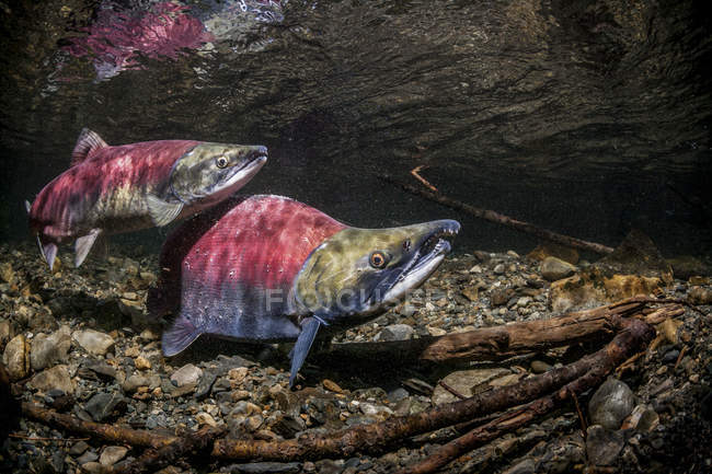 Шведський лосось нересту пара — стокове фото