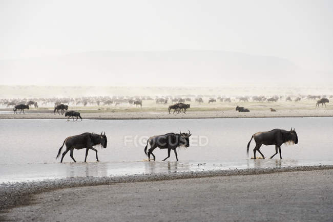 Three Wildebeest splash — Stock Photo