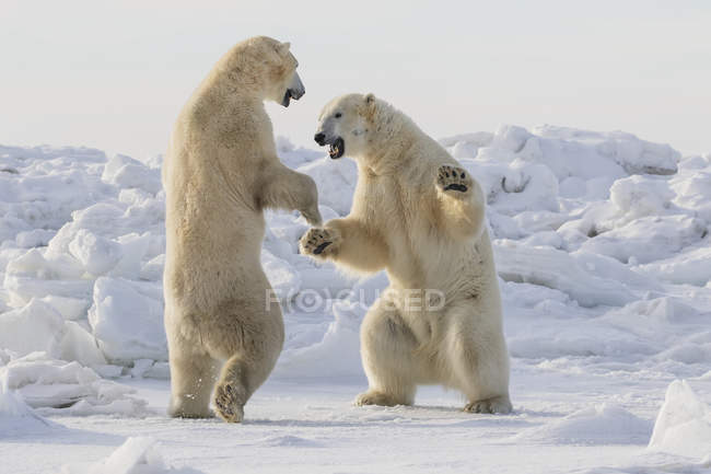 Ours polaires sparring — Photo de stock