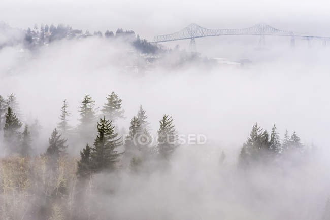Niebla mantas colinas - foto de stock