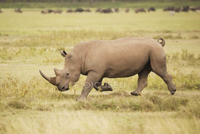 Rinoceronte está cargando sobre sabana - foto de stock