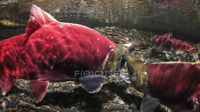 Male sockeye salmon — Stock Photo