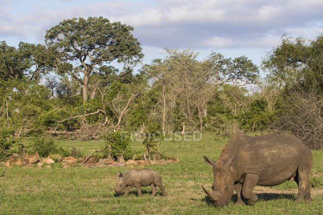 Rinoceronte femminile e bambino — Foto stock