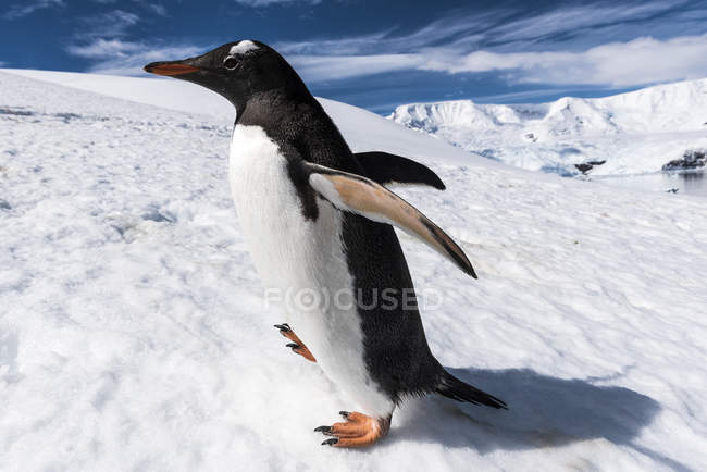 Primer plano del pingüino Gentoo - foto de stock