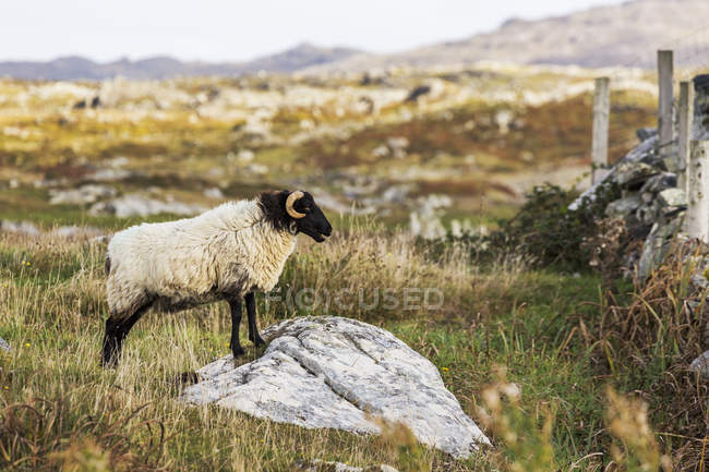 Ram ovelha na rocha — Fotografia de Stock
