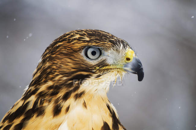 Falcão-de-cauda-vermelha — Fotografia de Stock