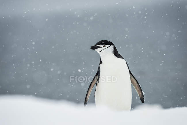 Крупный план пингвина Gentoo — стоковое фото