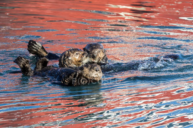 Lontras marinhas juntas — Fotografia de Stock