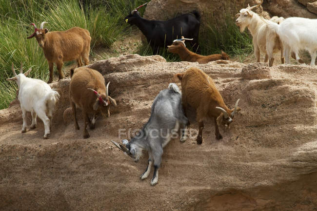 Chèvres bulgares, Province de Gobi du Sud, Mongolie — Photo de stock