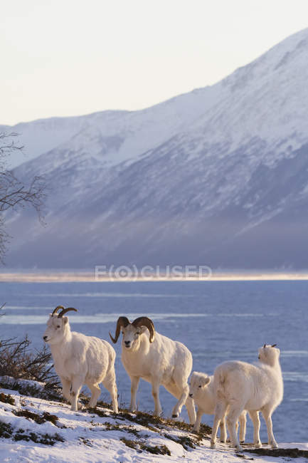 Pecore dall ram — Foto stock