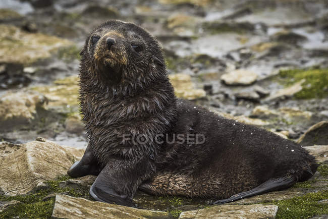 Antarctic fur seal — Stock Photo