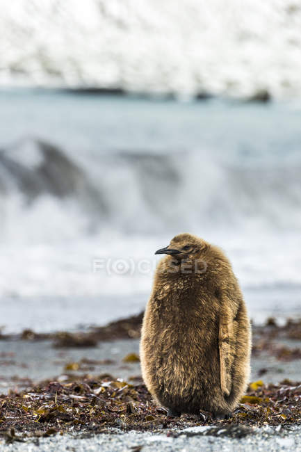 Pingüino rey juvenil - foto de stock