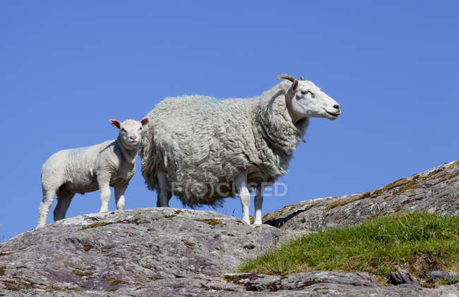 Ovelhas e cordeiro em pé sobre a rocha — Fotografia de Stock