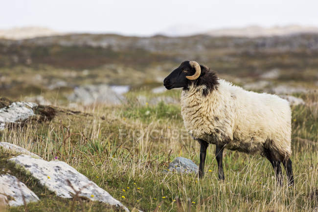 Bélier moutons dans le champ — Photo de stock