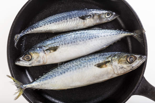 Вид зверху на макрельну рибу в чавунній сковороді на білому тлі — стокове фото