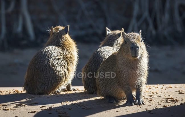 Capybara sitting on ground — Stock Photo
