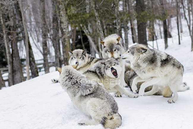 Lobos grises de pie sobre la nieve - foto de stock