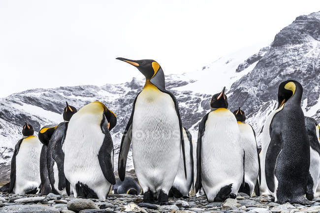 Rei Pinguins de pé na praia — Fotografia de Stock