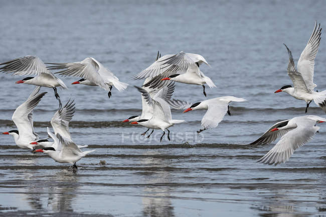 Caspian Terns take flight — Stock Photo