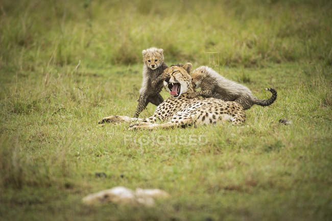 Cheetah com filhotes de postura — Fotografia de Stock