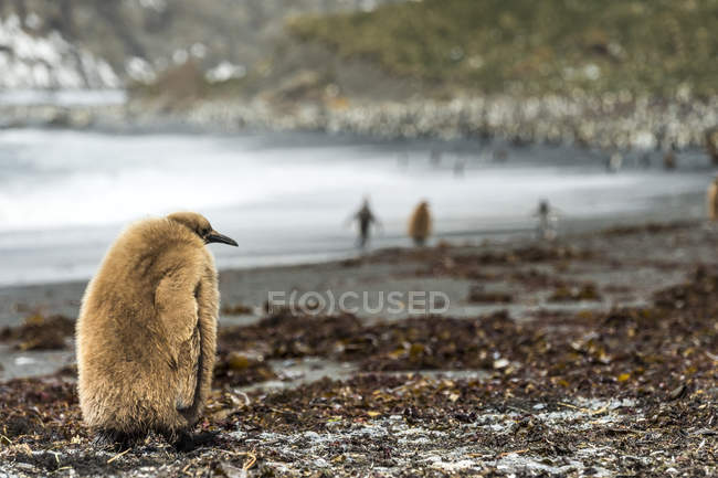 Juvenile King penguin — Stock Photo