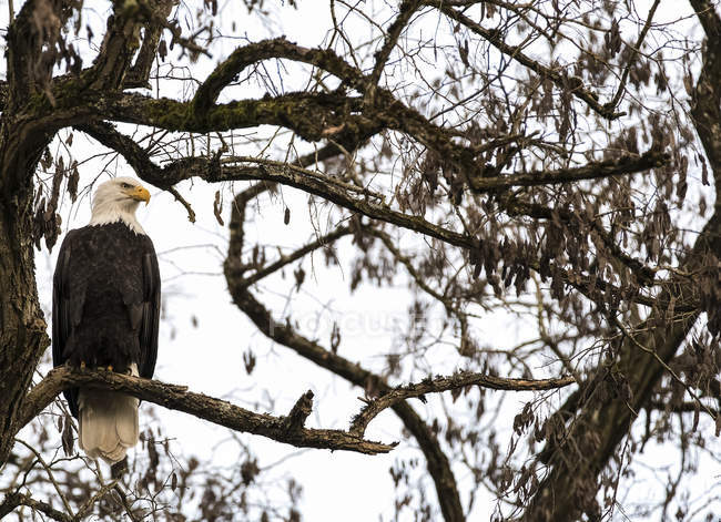Águila calva posada en el árbol - foto de stock
