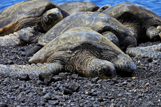 Tartarugas marinhas verdes — Fotografia de Stock