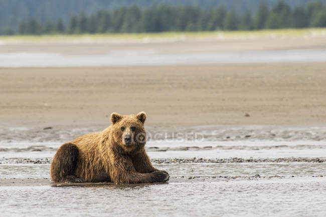 Бурый медведь отдыхает — стоковое фото