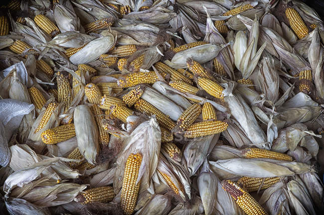Orelhas de secagem de milho — Fotografia de Stock