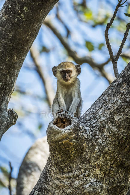 Macaco-vervet-bebé — Fotografia de Stock