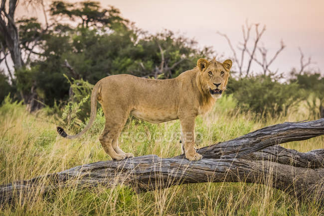Löwe steht und dreht Kopf — Stockfoto