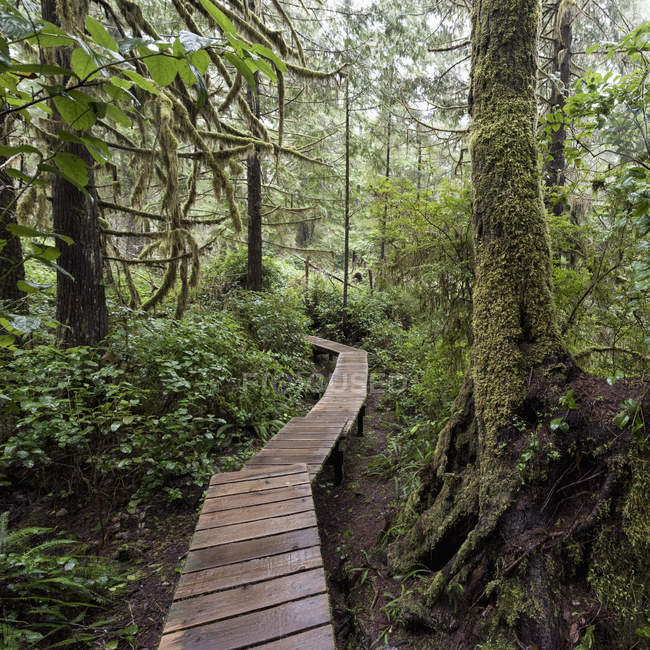 Winding boardwalk through forest — Stock Photo