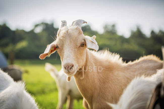Goat portrait on field — Stock Photo