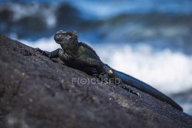 Iguana marina sobre roca inclinada - foto de stock