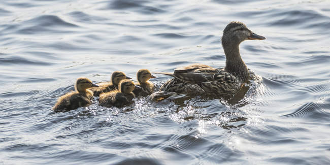 Duck being followed by ducklings — Stock Photo