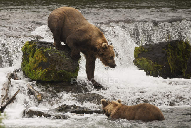 Orso bruno che scende — Foto stock