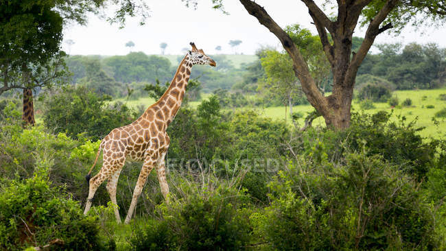 Жираф стоит на поле — стоковое фото