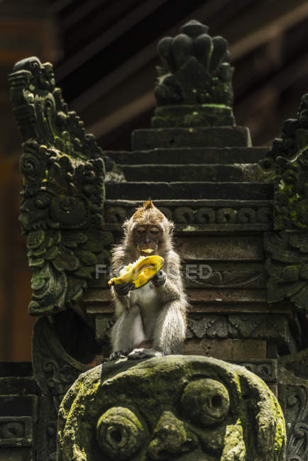 Monkey eating banana — Stock Photo
