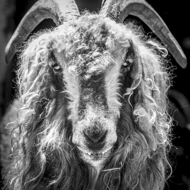 Black and white goat — Stock Photo
